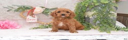 Cavapoo dogs for sale: Janson - Ad 1