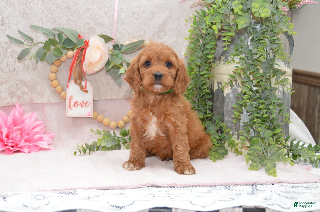 Cavapoo dogs for sale: Janson - Ad 1