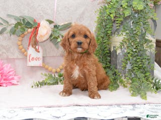 Cavapoo dogs Janson - Ad 22