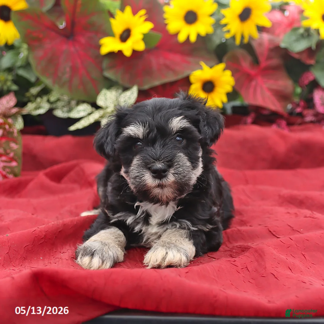 Miniature Schnauzer dogs for sale: Grady - Ad 5