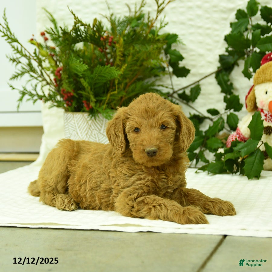 Goldendoodle dogs Elf - Ad 18