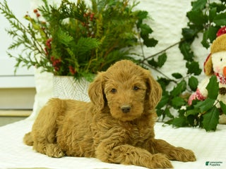 Goldendoodle dogs Elf - Ad 1