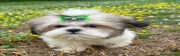 Shih Tzu dogs for sale: Zach - Ad 5