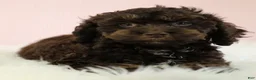 Cockapoo dogs for sale: Caleb 🫧 - Ad 1