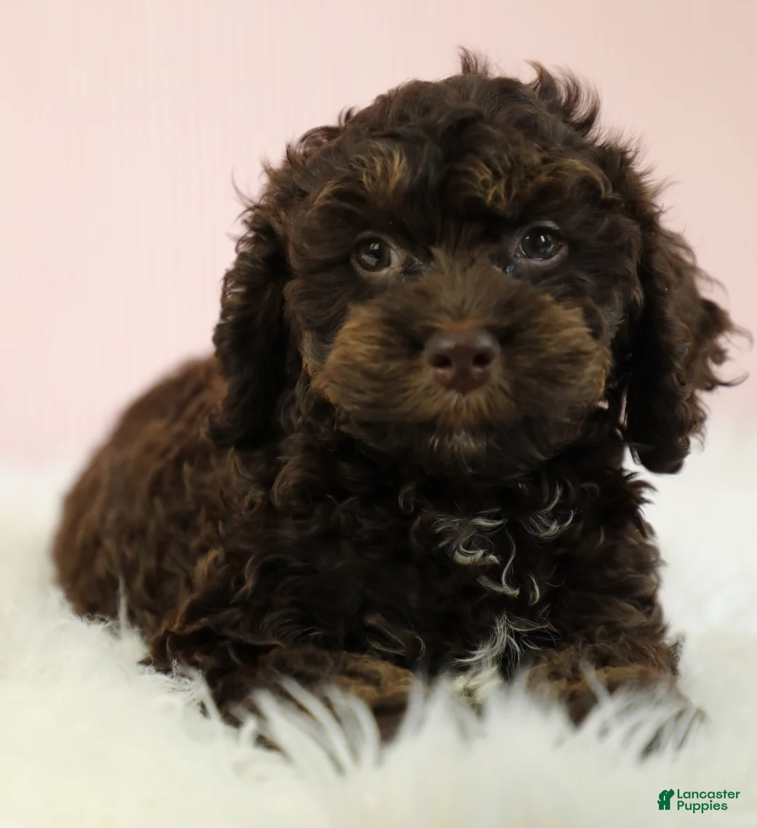 Cockapoo dogs for sale: Caleb 🫧 - Ad 1