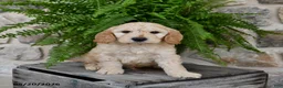 Mini Goldendoodle dogs for sale: Captian - Ad 4