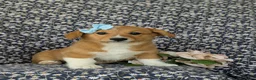 Welsh Corgi Pembroke dogs for sale: Maxie AKC Registered - Ad 3
