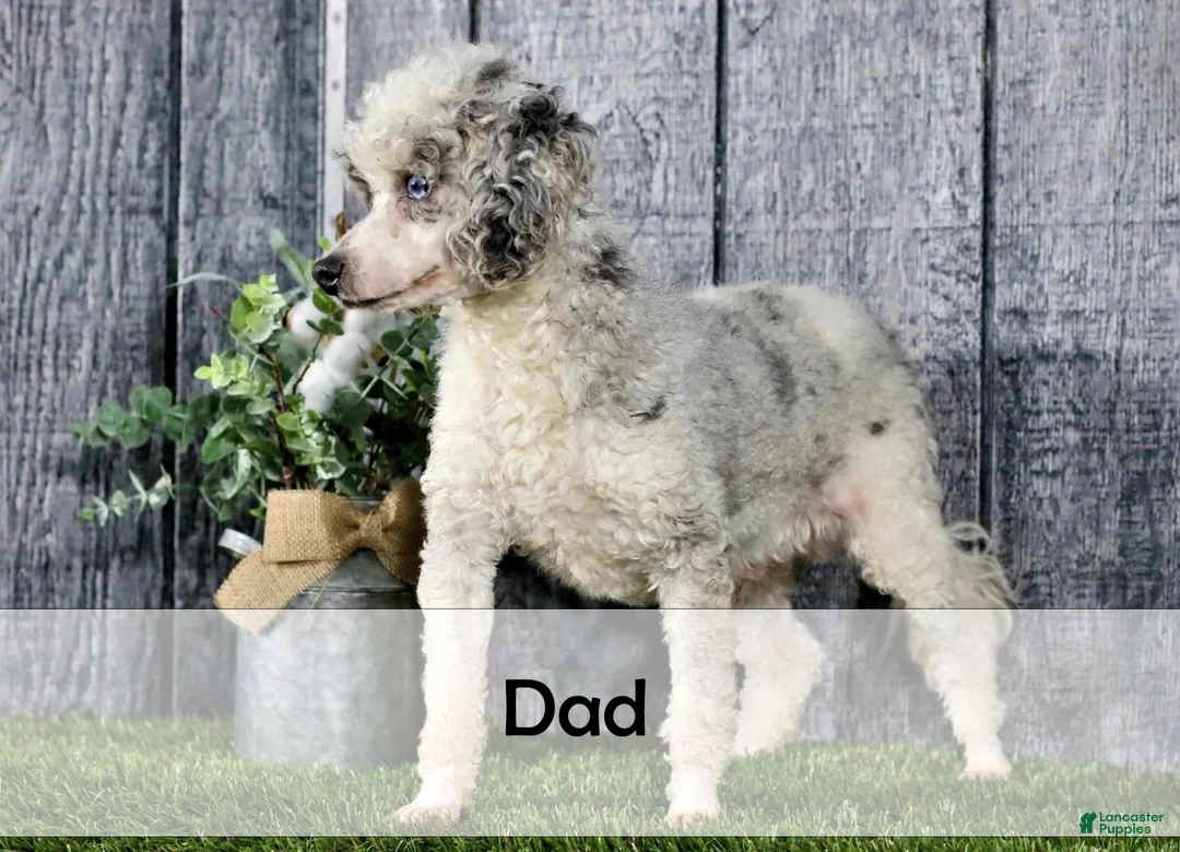 Mini Bernedoodle dogs for sale: Blaze - Ad 9