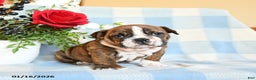 English Bulldog dogs for sale: Sandy - Ad 3