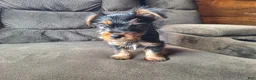 Yorkshire Terrier dogs for sale: Stetson - Ad 2