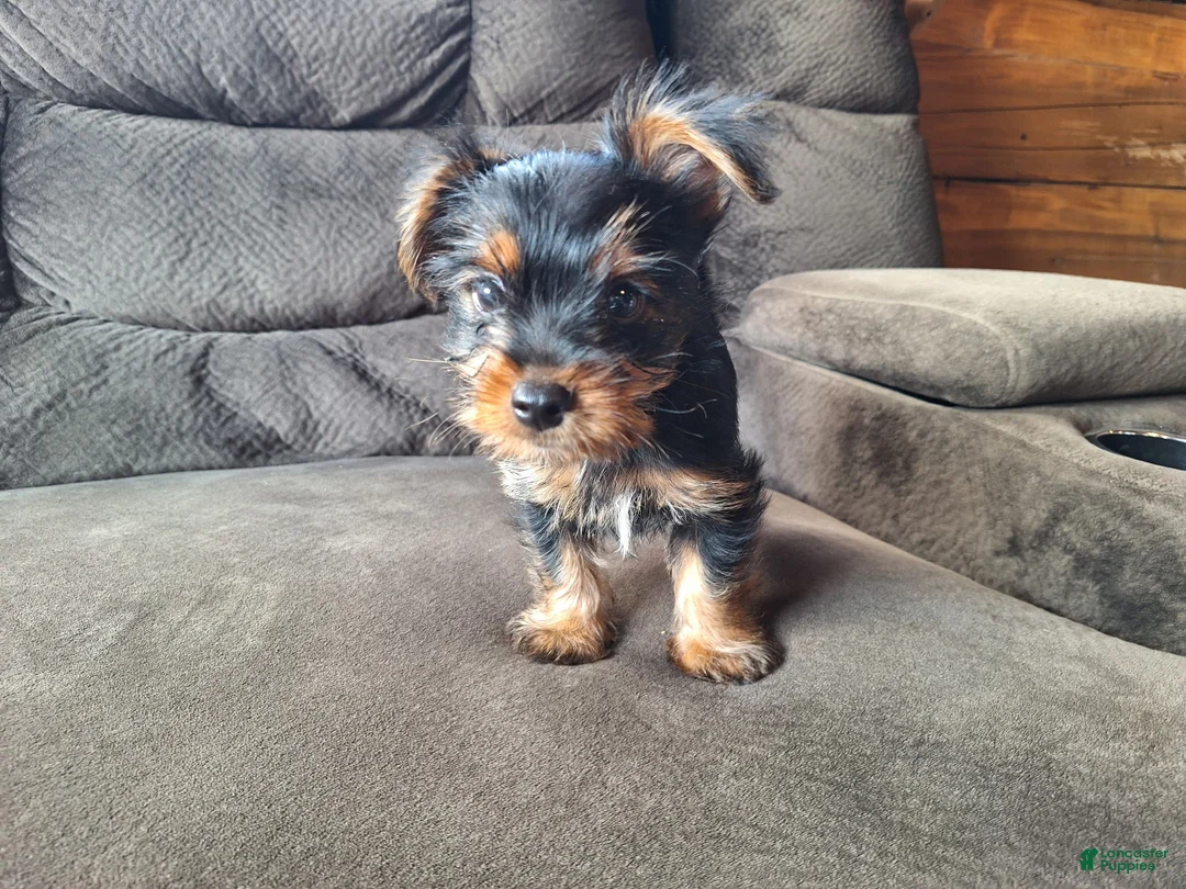 Yorkshire Terrier dogs for sale: Stetson - Ad 2