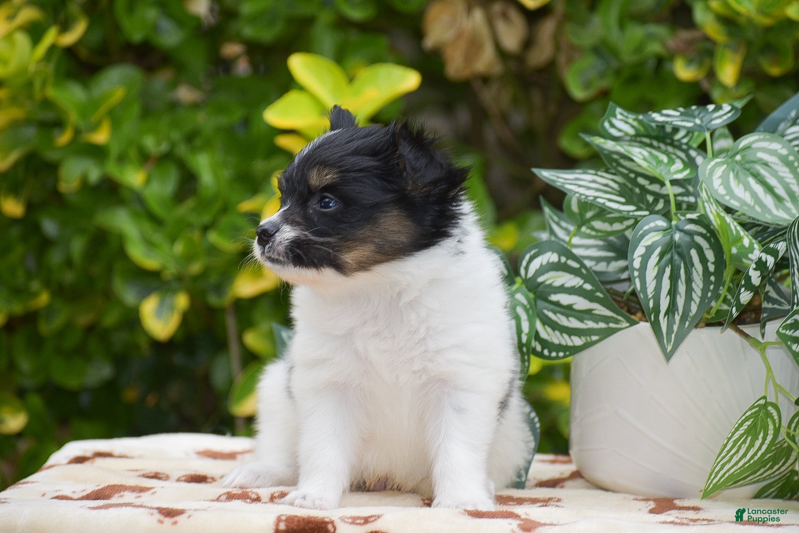 Papillon dogs Freddie - Ad 2
