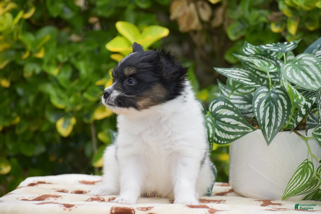 Papillon dogs for sale: Freddie - Ad 2