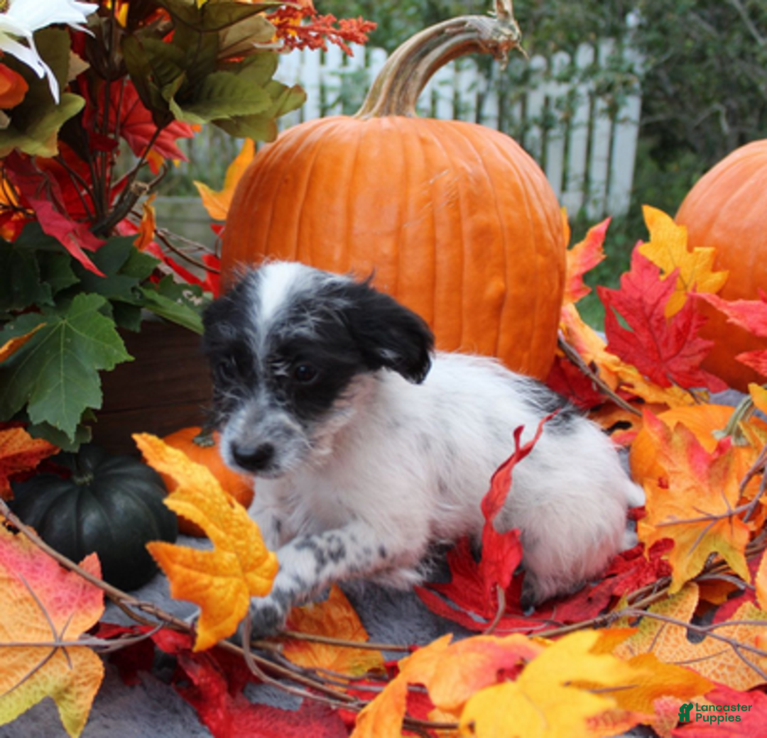 Aussiedoodle dogs for sale: Domino - Ad 3