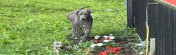 Great Dane dogs for sale: Emma  - Ad 5