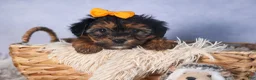 Yorkiepoo dogs for sale: JACK - Ad 14