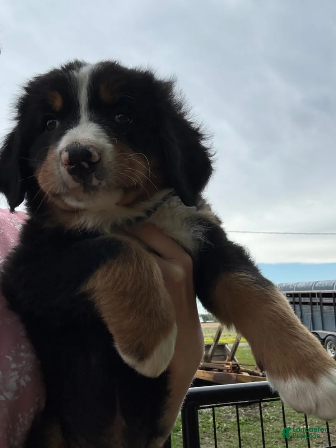 Bernese Mountain Dog dogs for sale: Jasmine - Ad 1