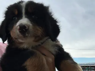 Bernese Mountain Dog dogs for sale: Jasmine - Ad 1