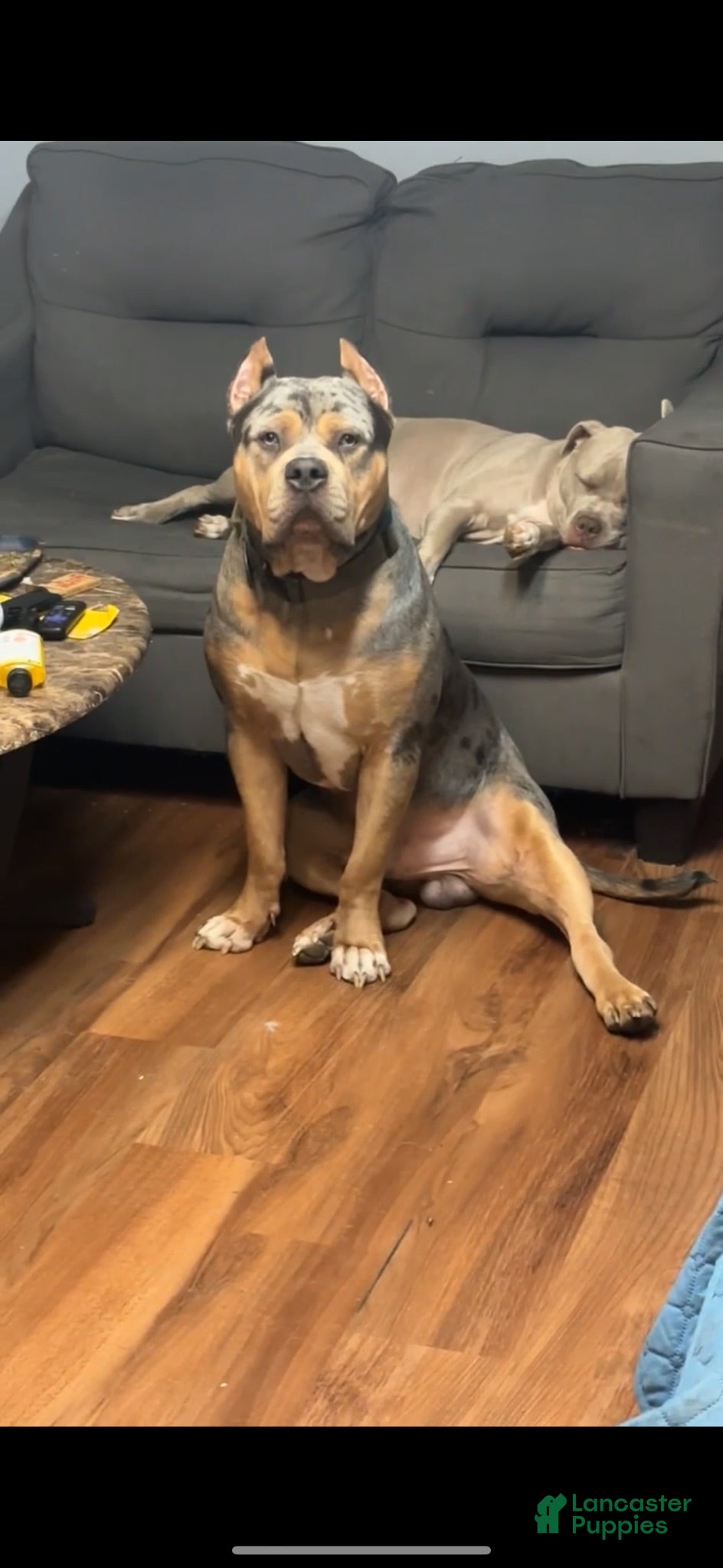 American Bully dogs American Bully 1 - Ad 2