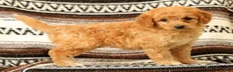 Mini Goldendoodle dogs for sale: Flurry - Ad 7