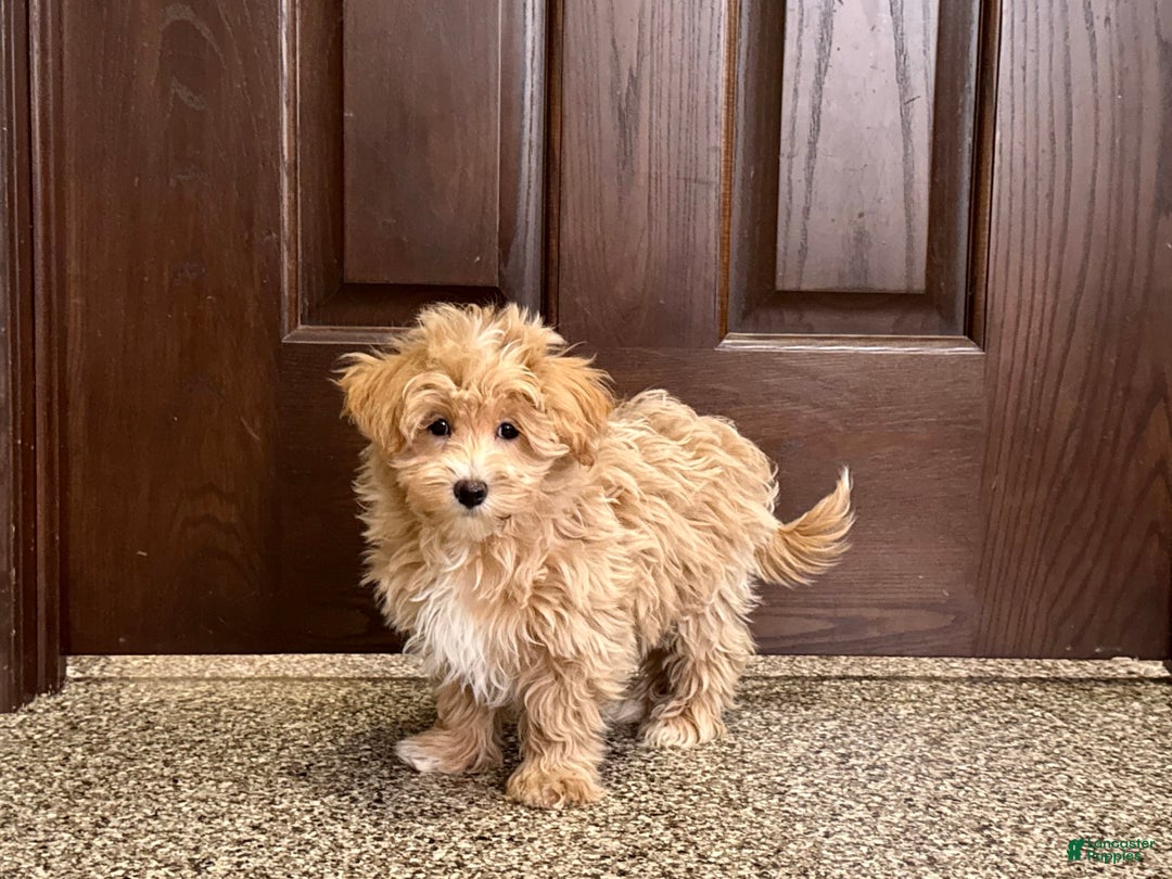 Maltipoo dogs for sale: Darling - Ad 2