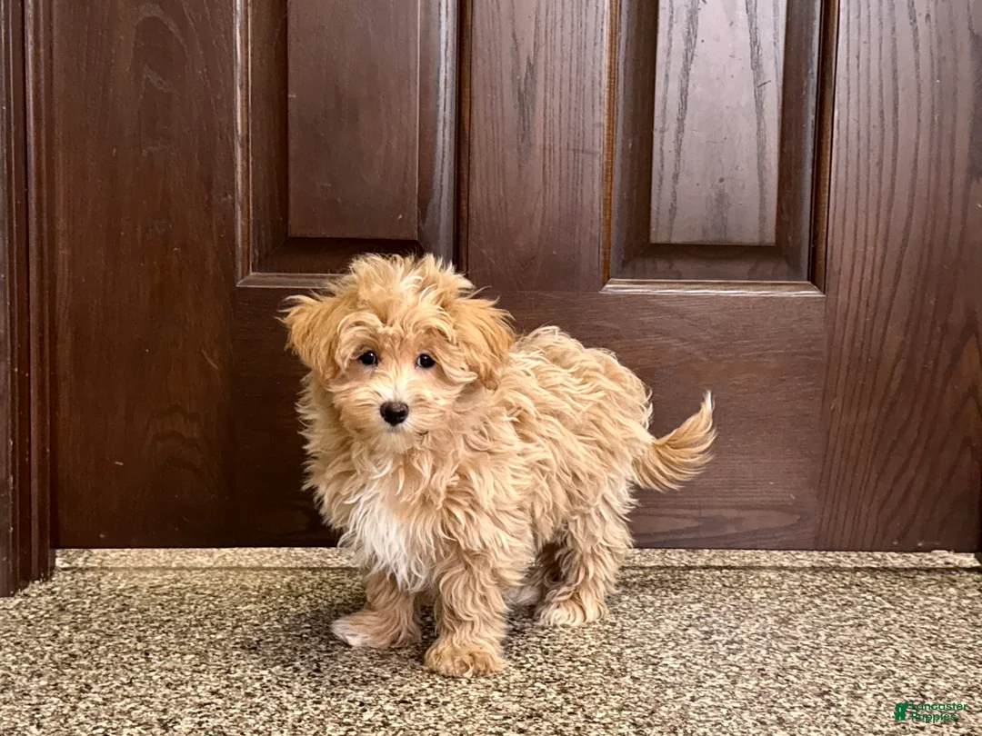 Maltipoo dogs for sale: Darling - Ad 2