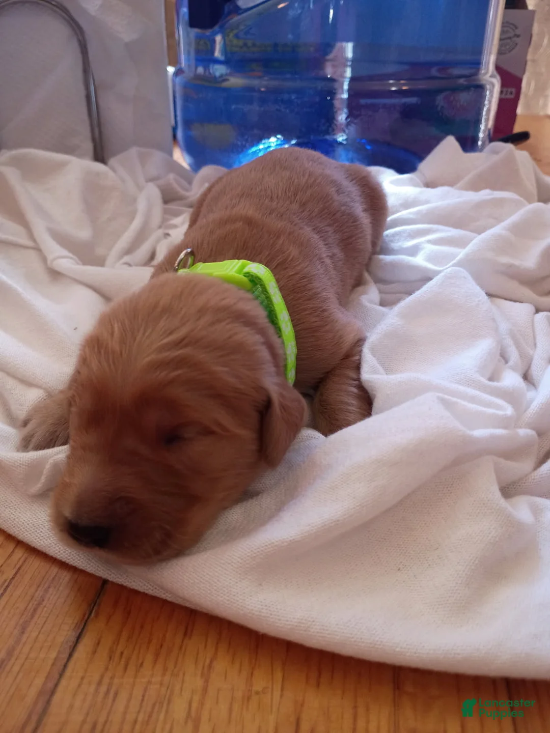 Golden Retriever dogs for sale: Golden Retriever Female 6 - Ad 3