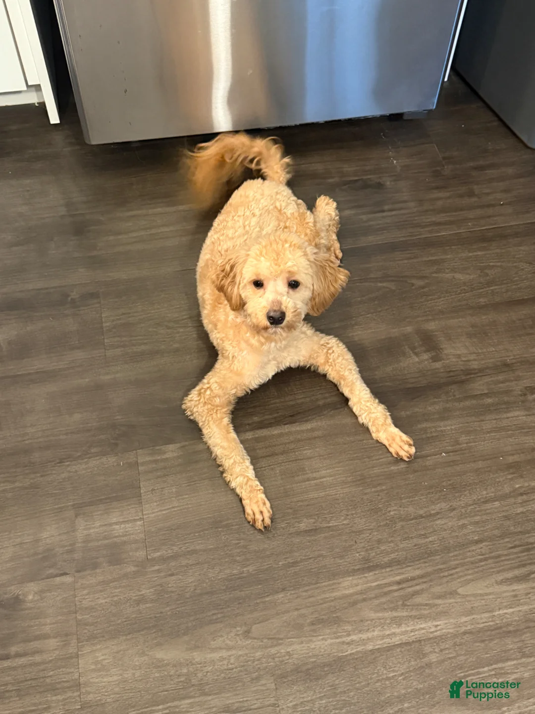 Maltipoo dogs for sale: Maltipoo Puppy 1 - Ad 2