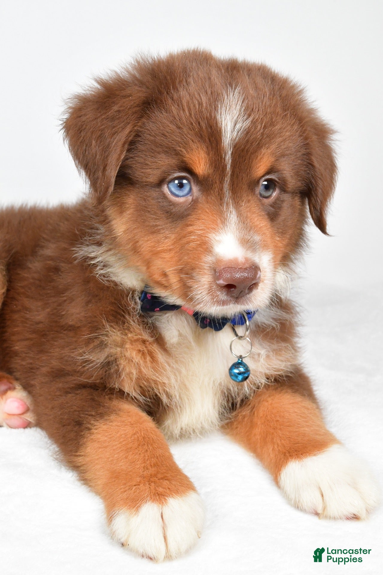 Miniature Australian Shepherd dogs Jett - Ad 2