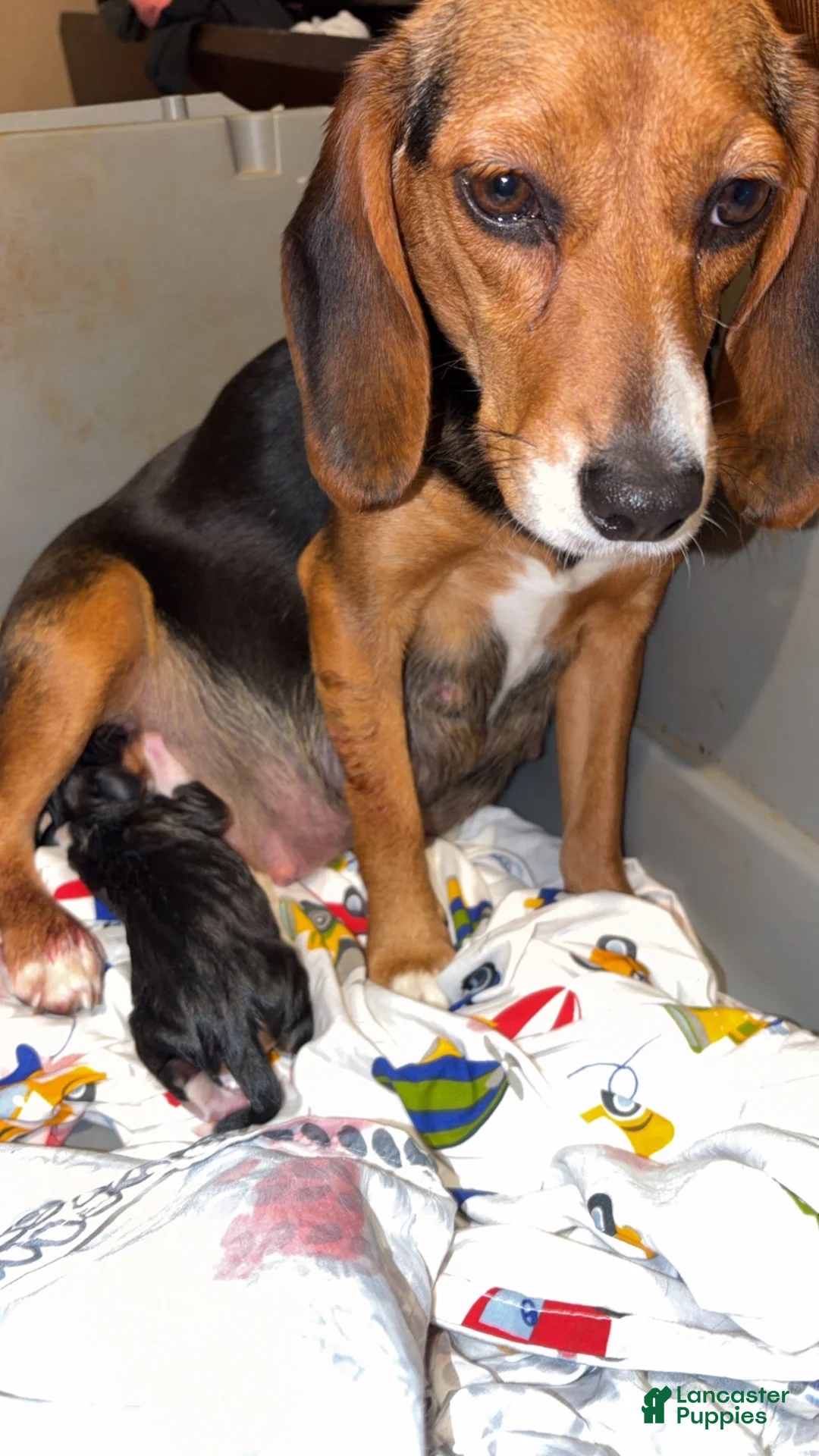 Beagle dogs for sale: Beagle Puppy 1 - Ad 6