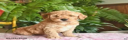 Mini Goldendoodle dogs for sale: Ford - Ad 1
