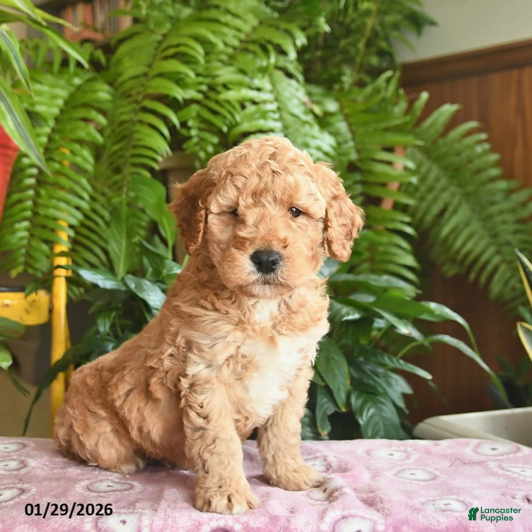 Mini Goldendoodle dogs for sale: Ford - Ad 1