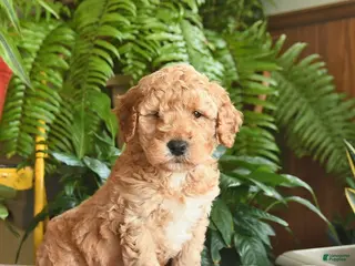 Mini Goldendoodle dogs Ford - Ad 17