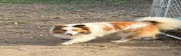 Shetland Sheepdog dogs for sale: NEMO-ADULT MALE - Ad 4
