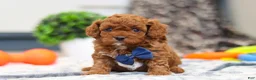Cavapoo dogs for sale: Anson - Ad 9