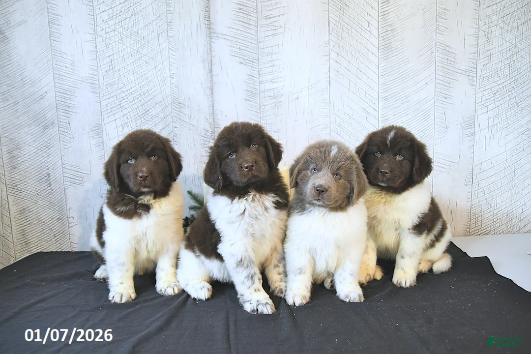 Newfoundland dogs for sale: Gunner  - Ad 17
