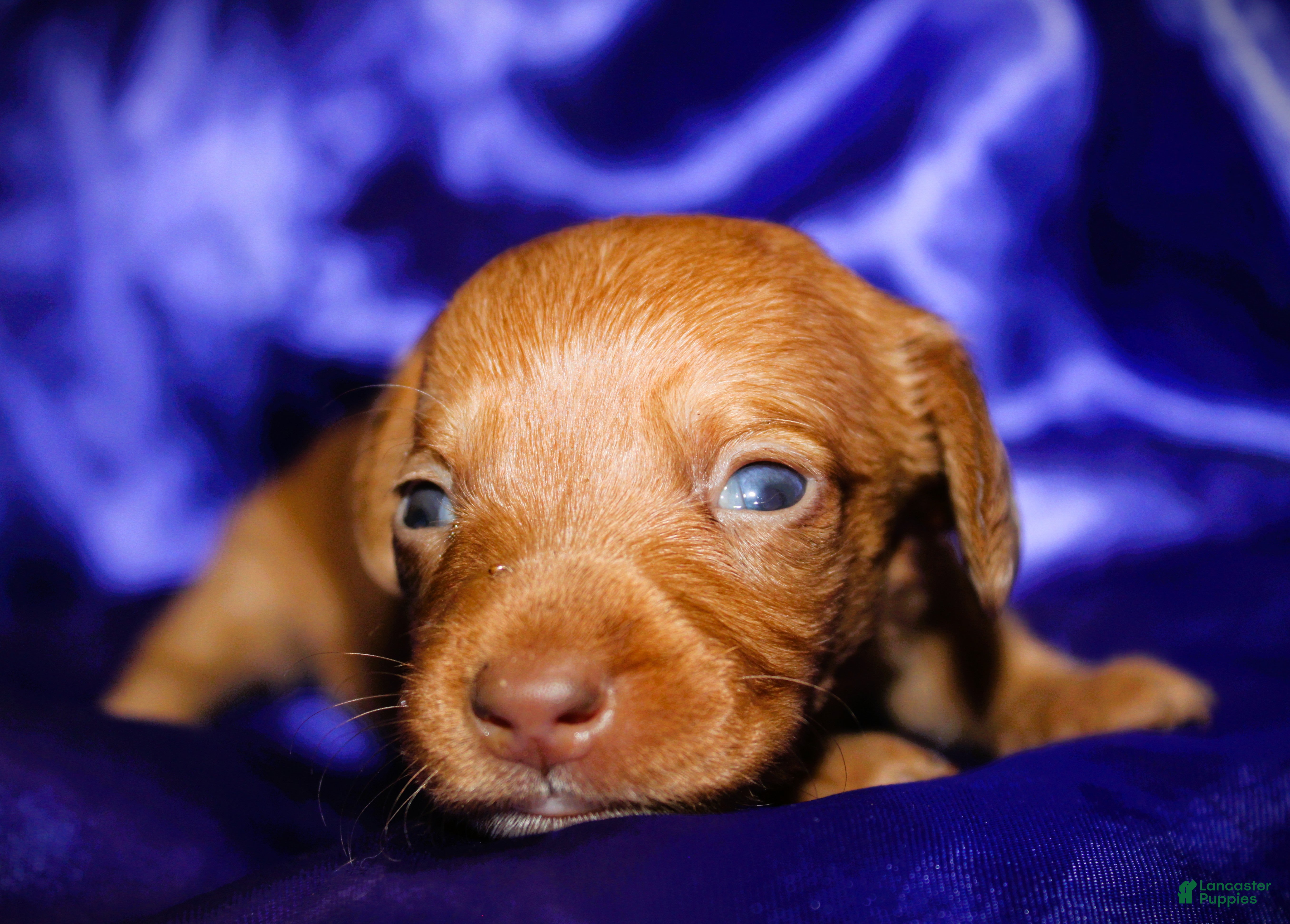 Dachshund dogs Athena - Ad 4