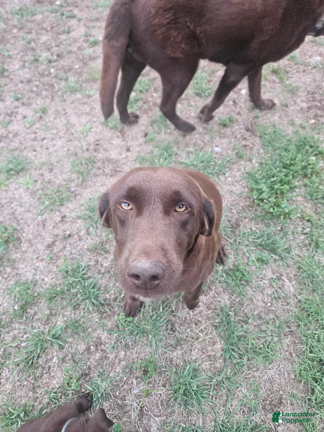 Labrador Retriever dogs for sale: Labrador Retriever Puppy 8 - Ad 2