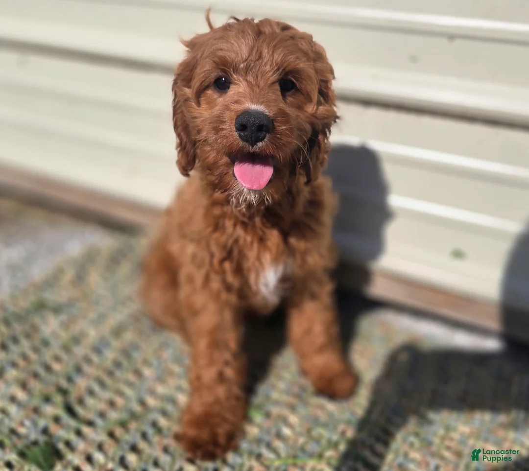 Cavapoo dogs for sale: Iceberg - Ad 1