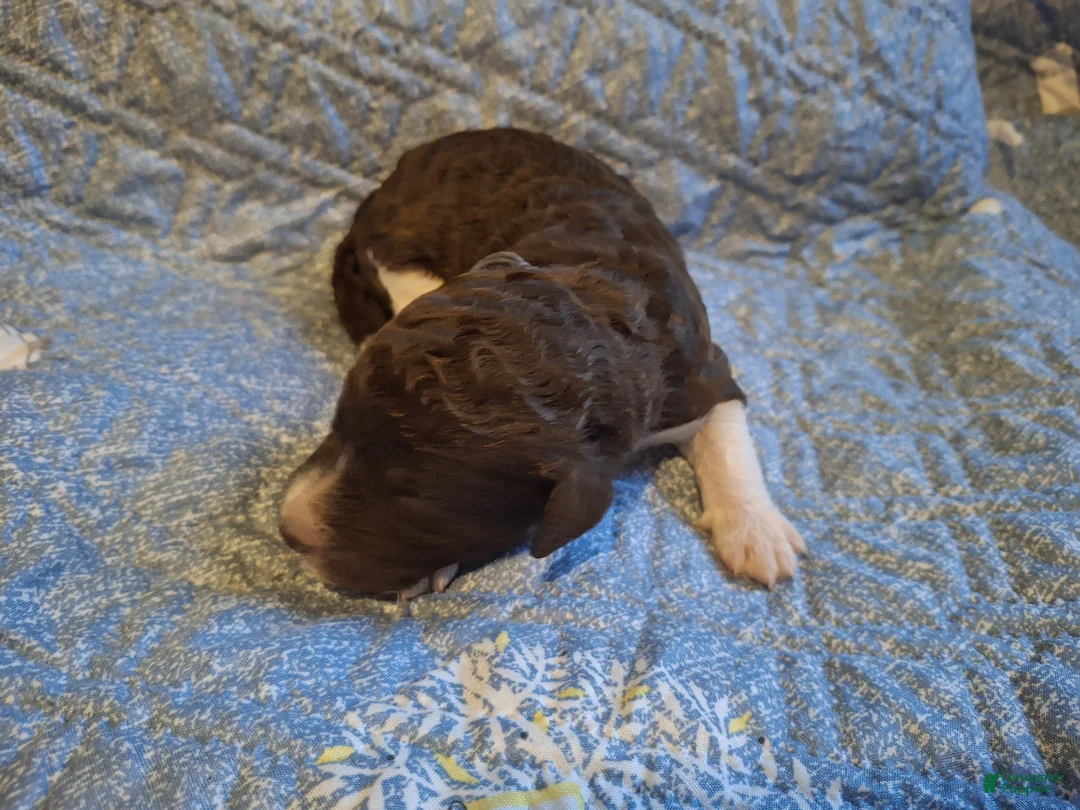 Labradoodle dogs for sale: *REDUCED* Gomphrena  - Ad 8