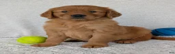 Golden Retriever dogs for sale: Rocco - Ad 13