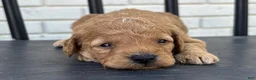 Mini Goldendoodle dogs for sale: Parmesan - Ad 2