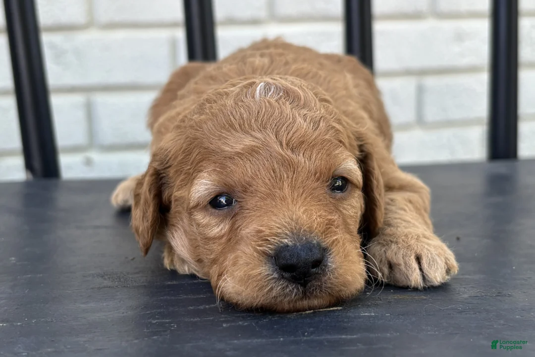 Mini Goldendoodle dogs for sale: Parmesan - Ad 2