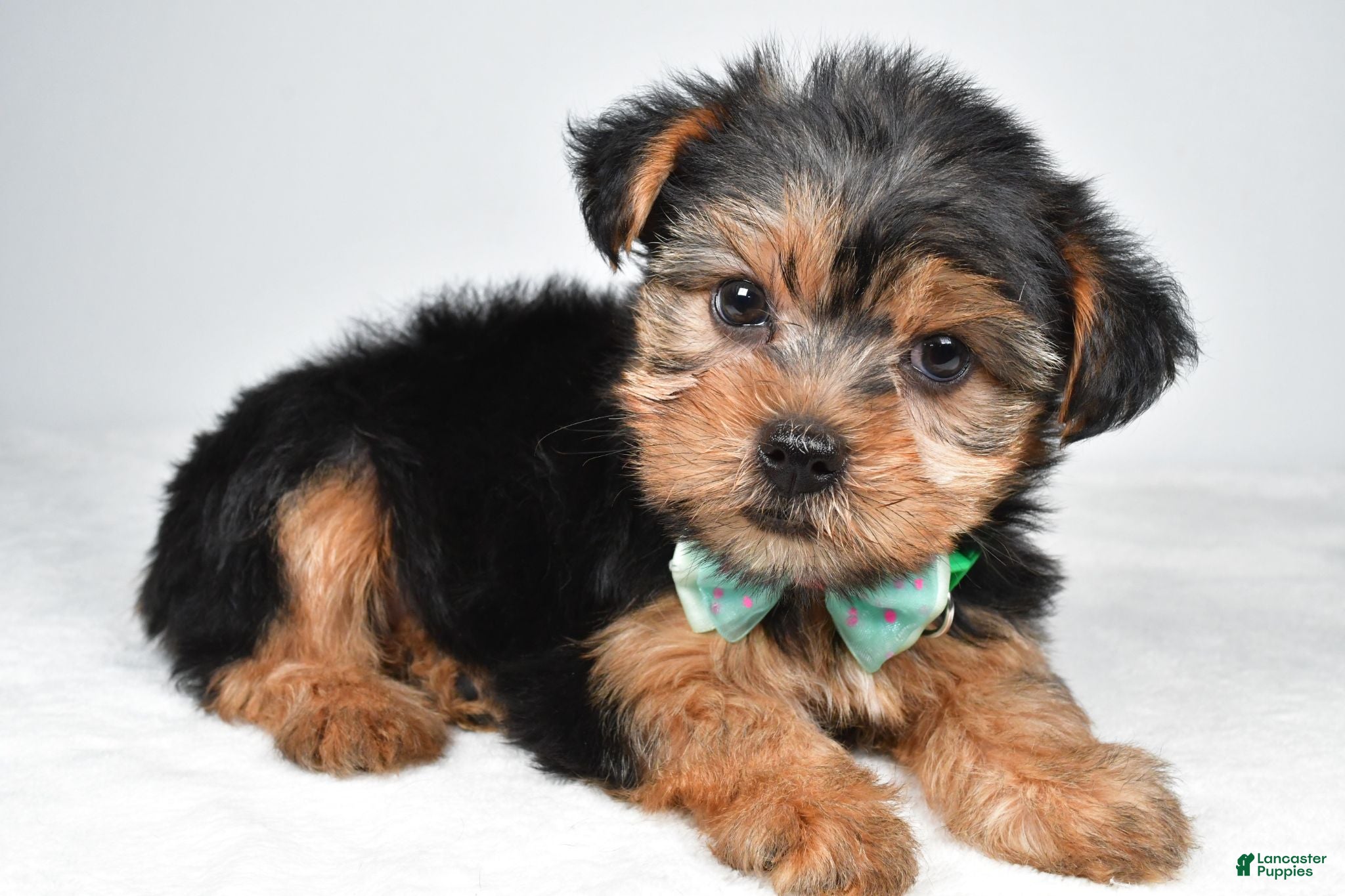 Yorkshire Terrier dogs Dolly - Ad 1