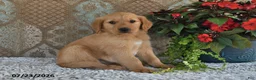 Golden Retriever dogs for sale: Charlotte - Ad 4