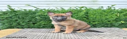 Mixed Breed dogs for sale: Avanti - Ad 3