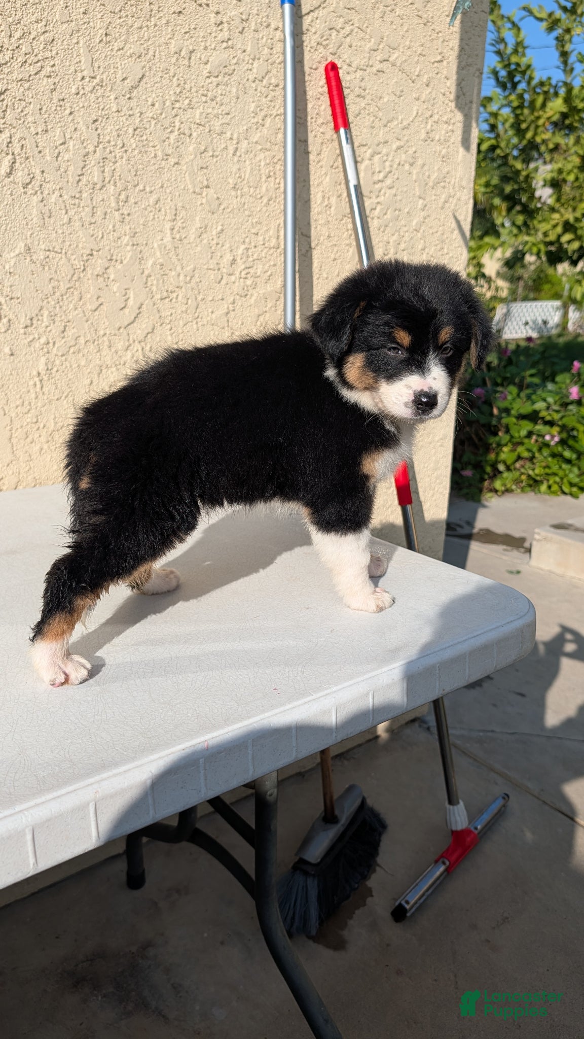 Australian Shepherd dogs Australian Shepherd Puppy 3 - Ad 4