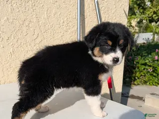 Australian Shepherd dogs Australian Shepherd Puppy 3 - Ad 4