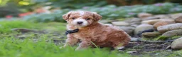 Maltipoo dogs for sale: Lincoln - Ad 3