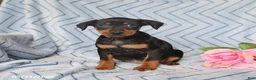 Miniature Pinscher dogs for sale: Porter - Ad 3